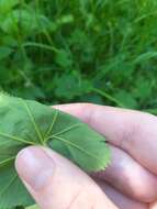 Image of Alchemilla glabricaulis H. Lindb.