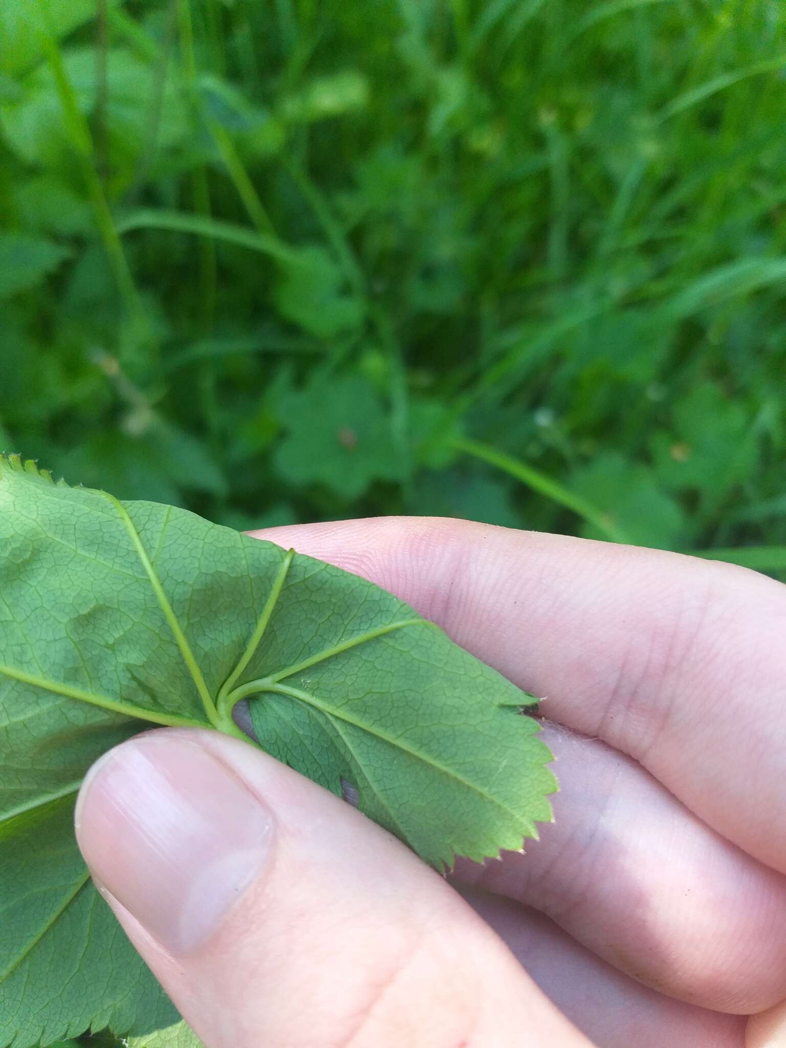 Image of Alchemilla glabricaulis H. Lindb.