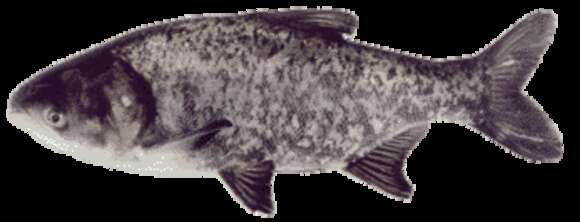 Image of silver carp