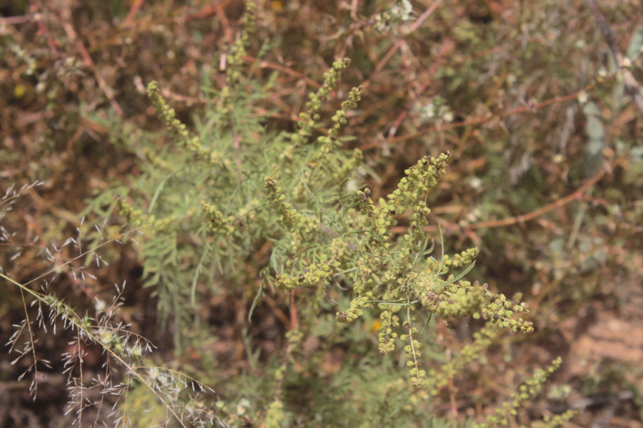 Image de Hedosyne ambrosiifolia (A. Gray) Strother