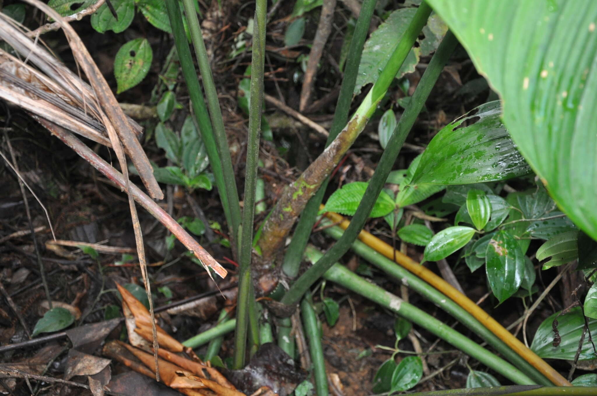 Image of Philodendron scalarinerve Croat & Grayum