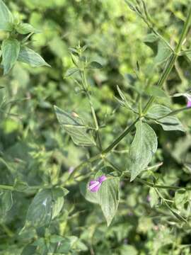 Image of Dicliptera paniculata (Forssk.) I. Darbysh.