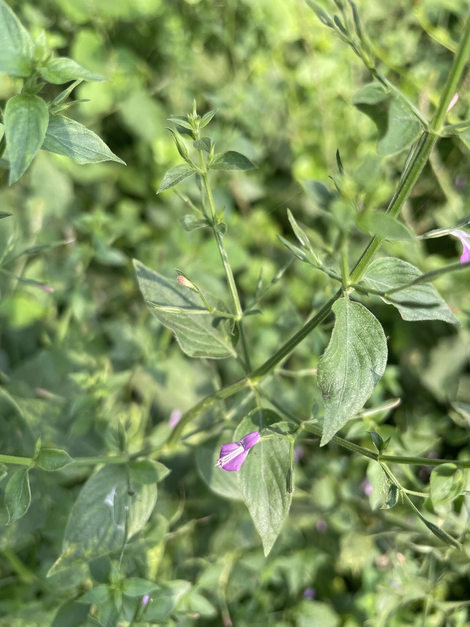 صورة Dicliptera paniculata (Forssk.) I. Darbysh.