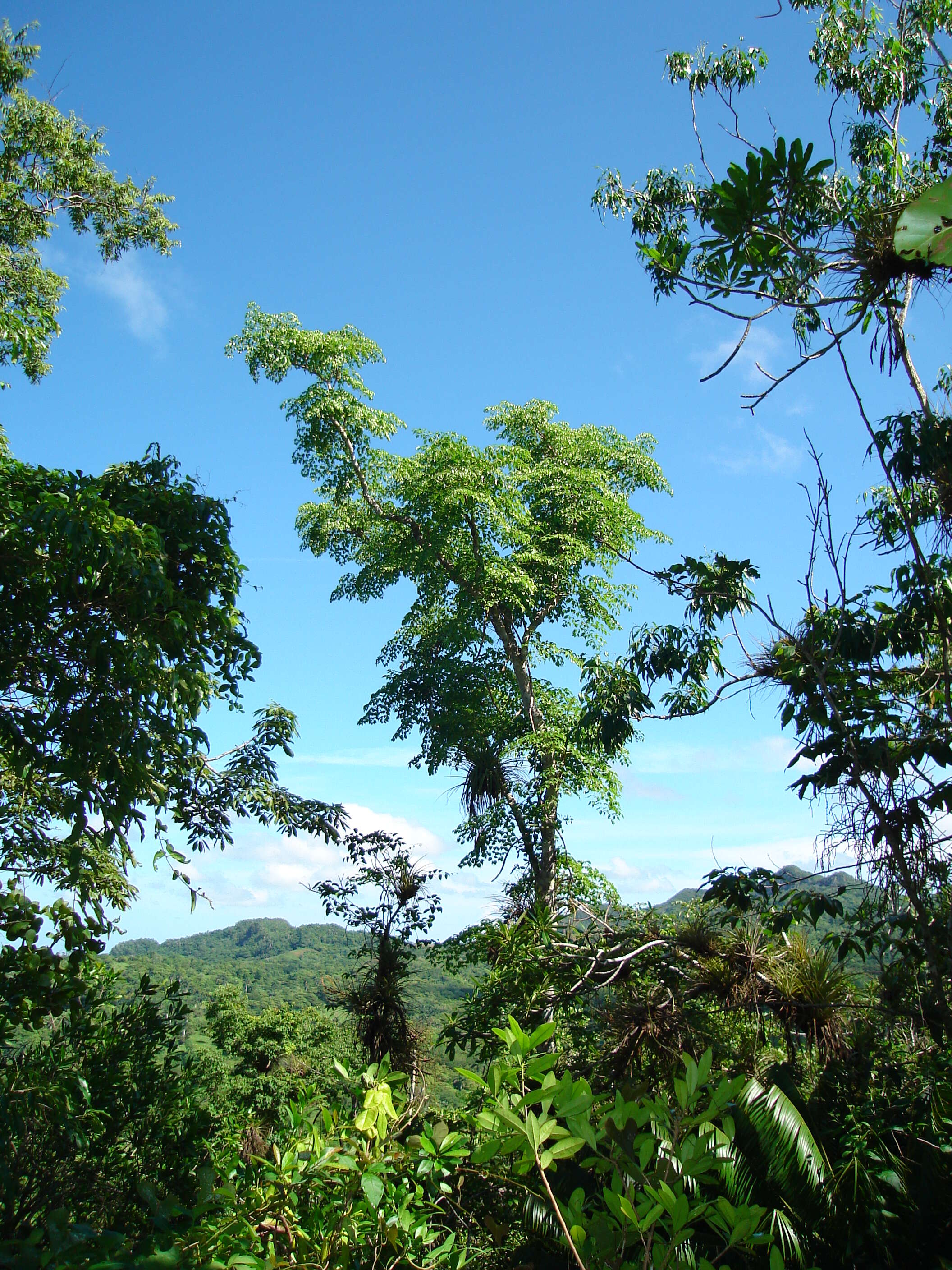 Image of spikenard