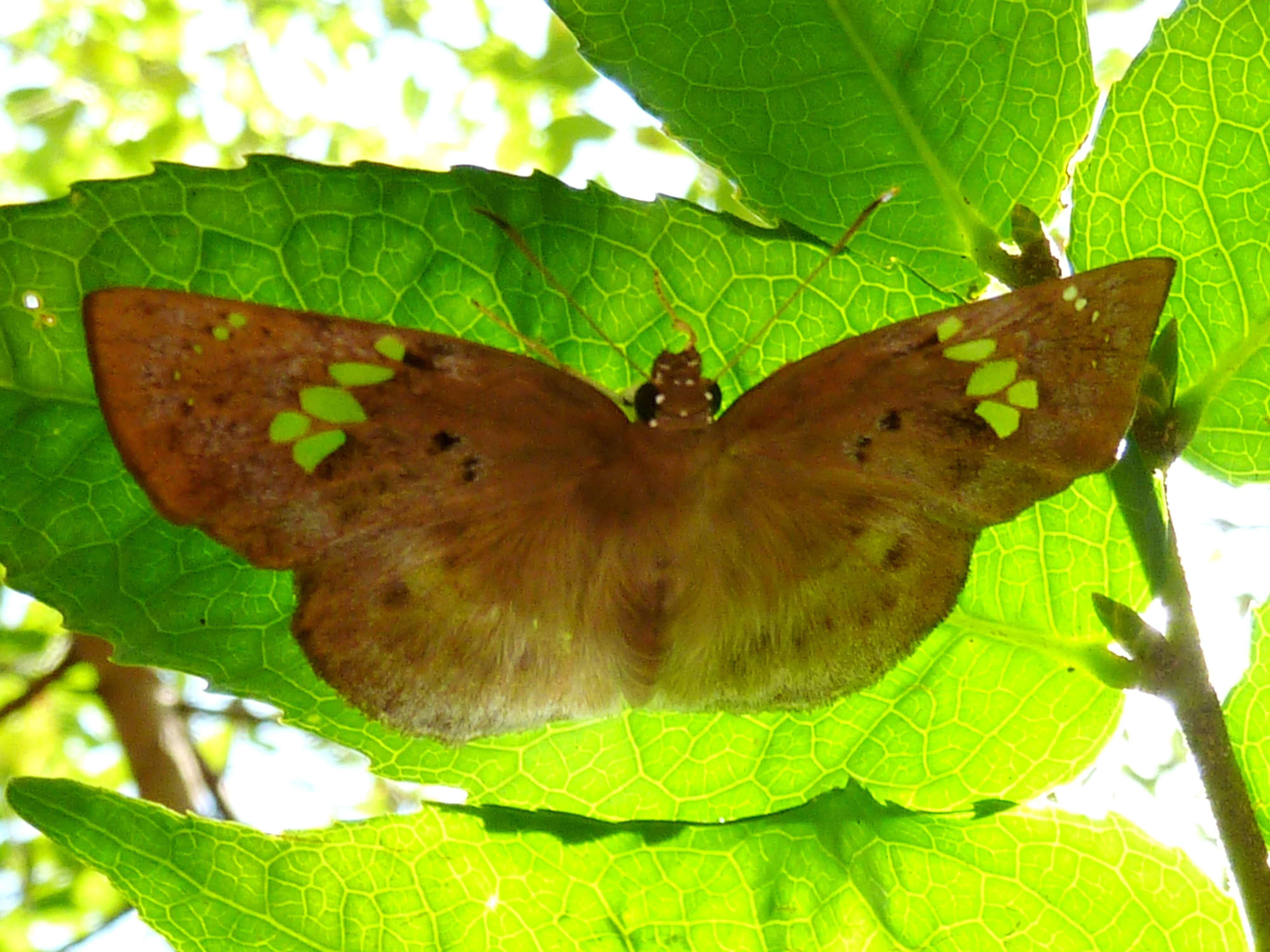 Image of Tagiades flesus Fabricius 1781