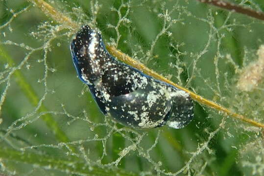 Haminoea exigua (Schaefer 1992) resmi