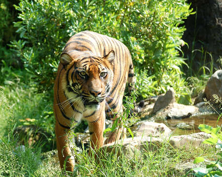 Imagem de Tigre-de-sumatra