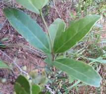 Image of Salacia kraussii (Harv.) Harv.