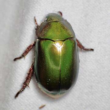 Image of Anoplognathus punctulatus Olliff 1890