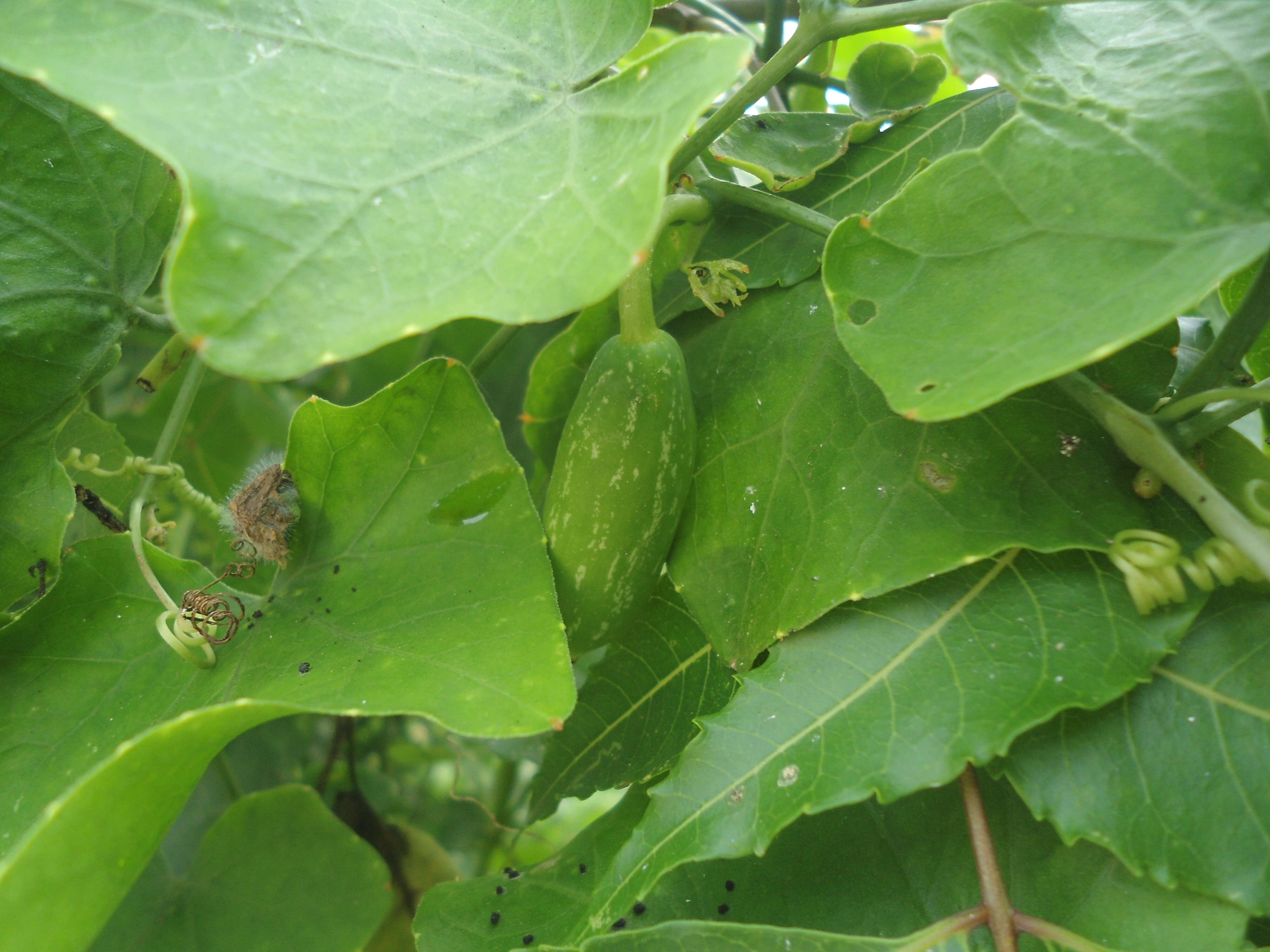 Image of ivy gourd