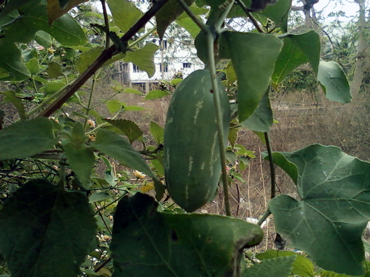 Image of ivy gourd