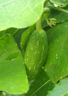 Image of ivy gourd