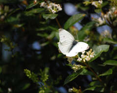 Image of small white