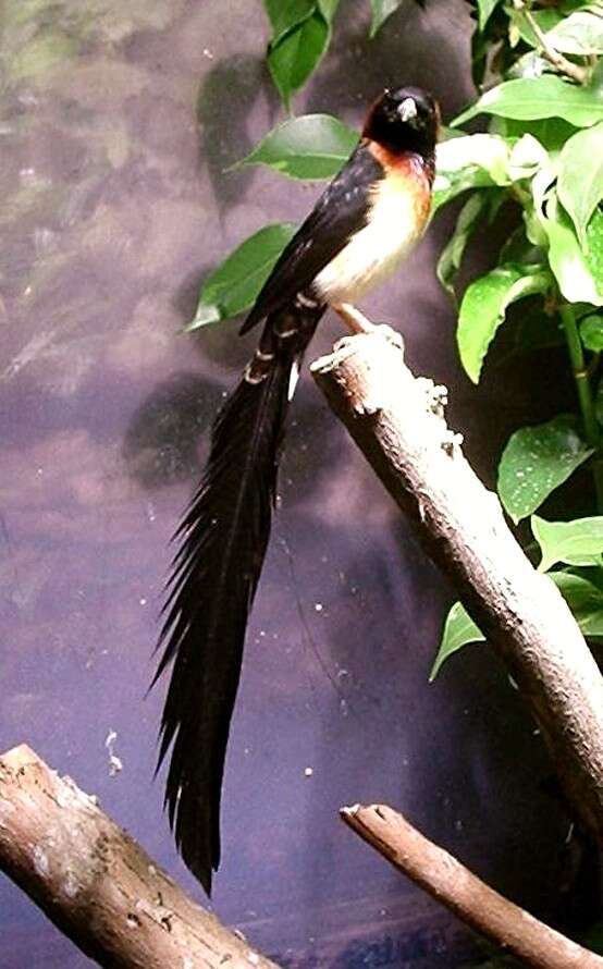 Image of Broad-tailed Paradise Whydah