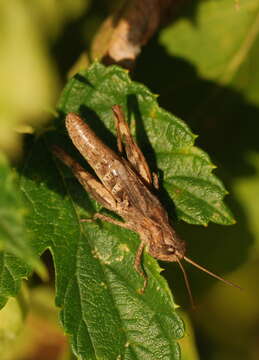 Image of Chorthippus (Glyptobothrus) macrocerus (Fischer von Waldheim 1846)