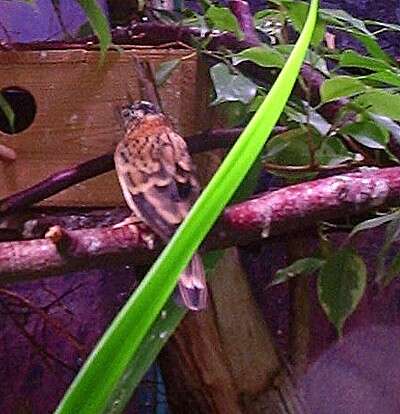 Image of Broad-tailed Paradise Whydah