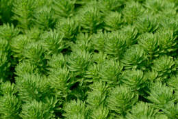 Image of parrot feather watermilfoil