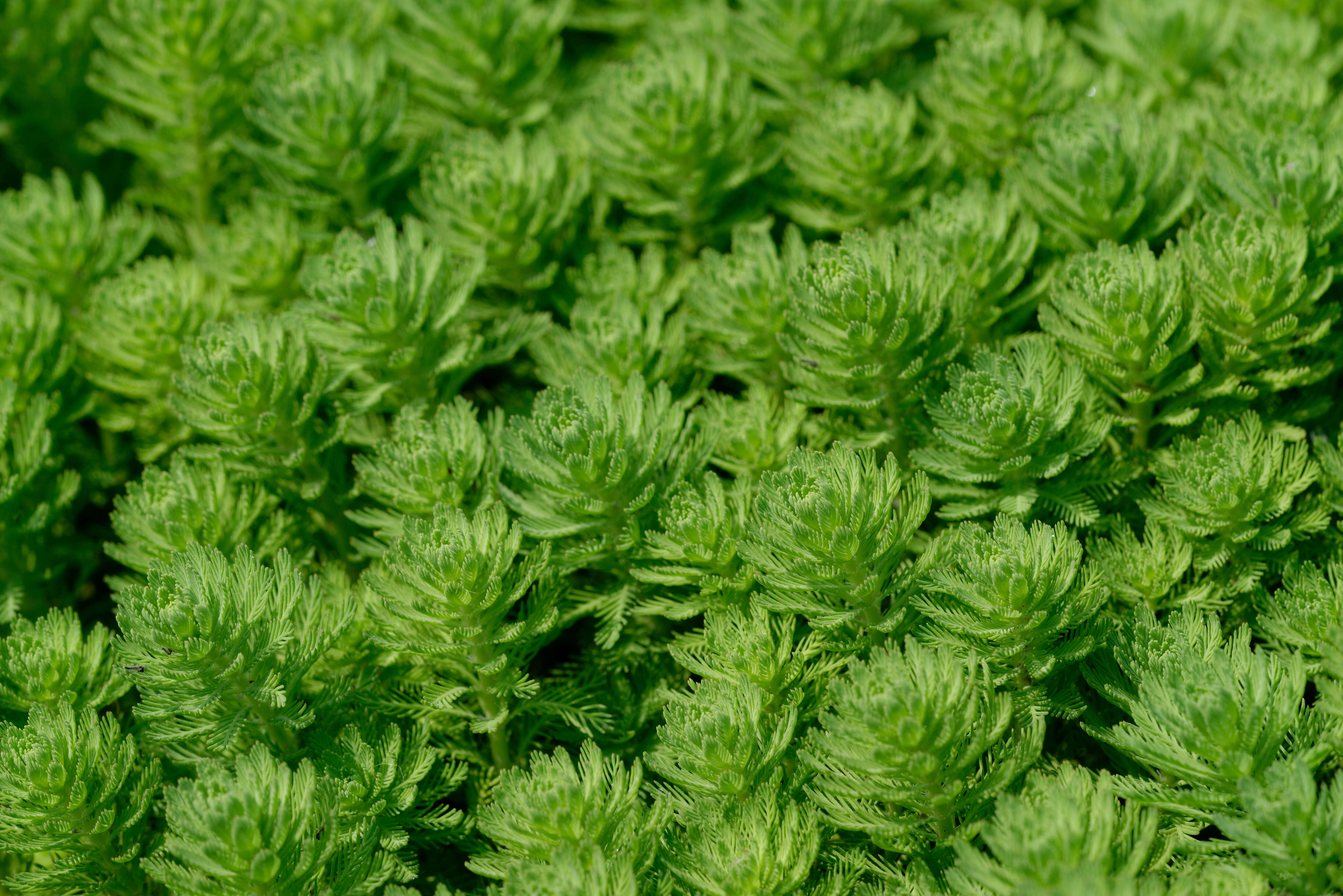 Image of parrot feather watermilfoil