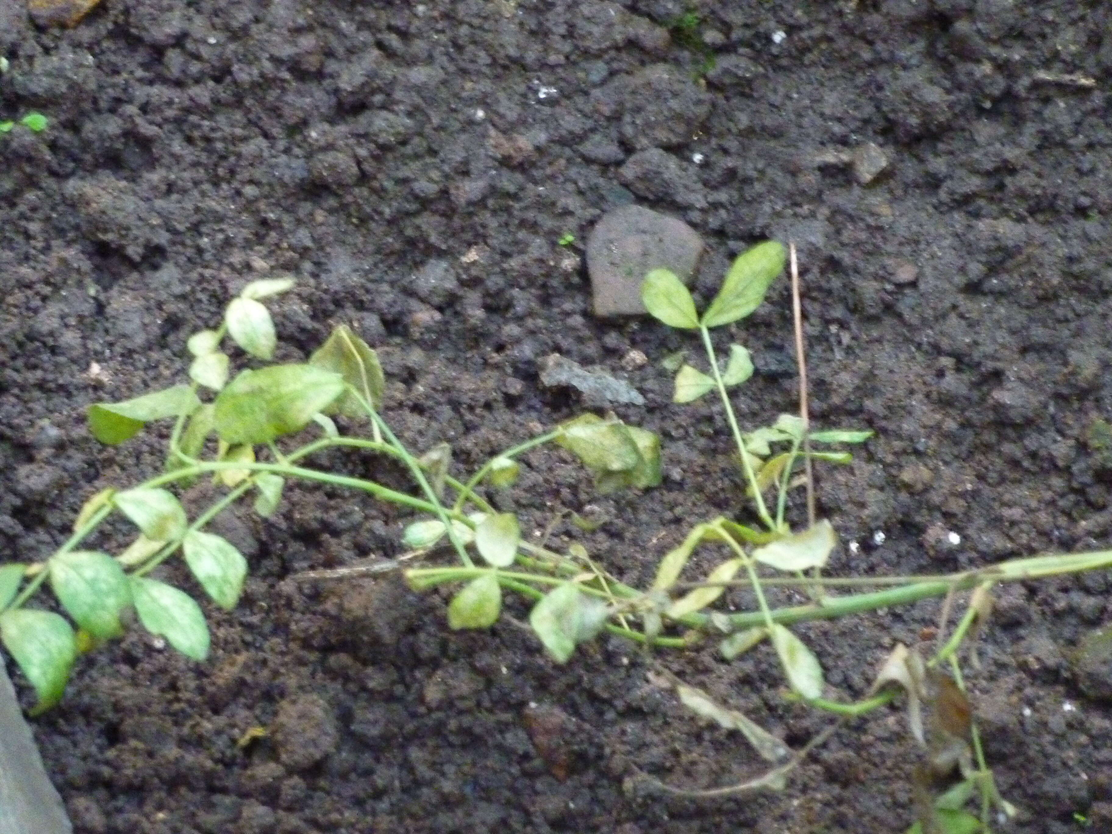 Image of cultivated licorice