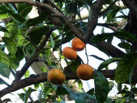 Image of Citrus reticulata