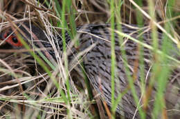 Image of Red-necked Francolin