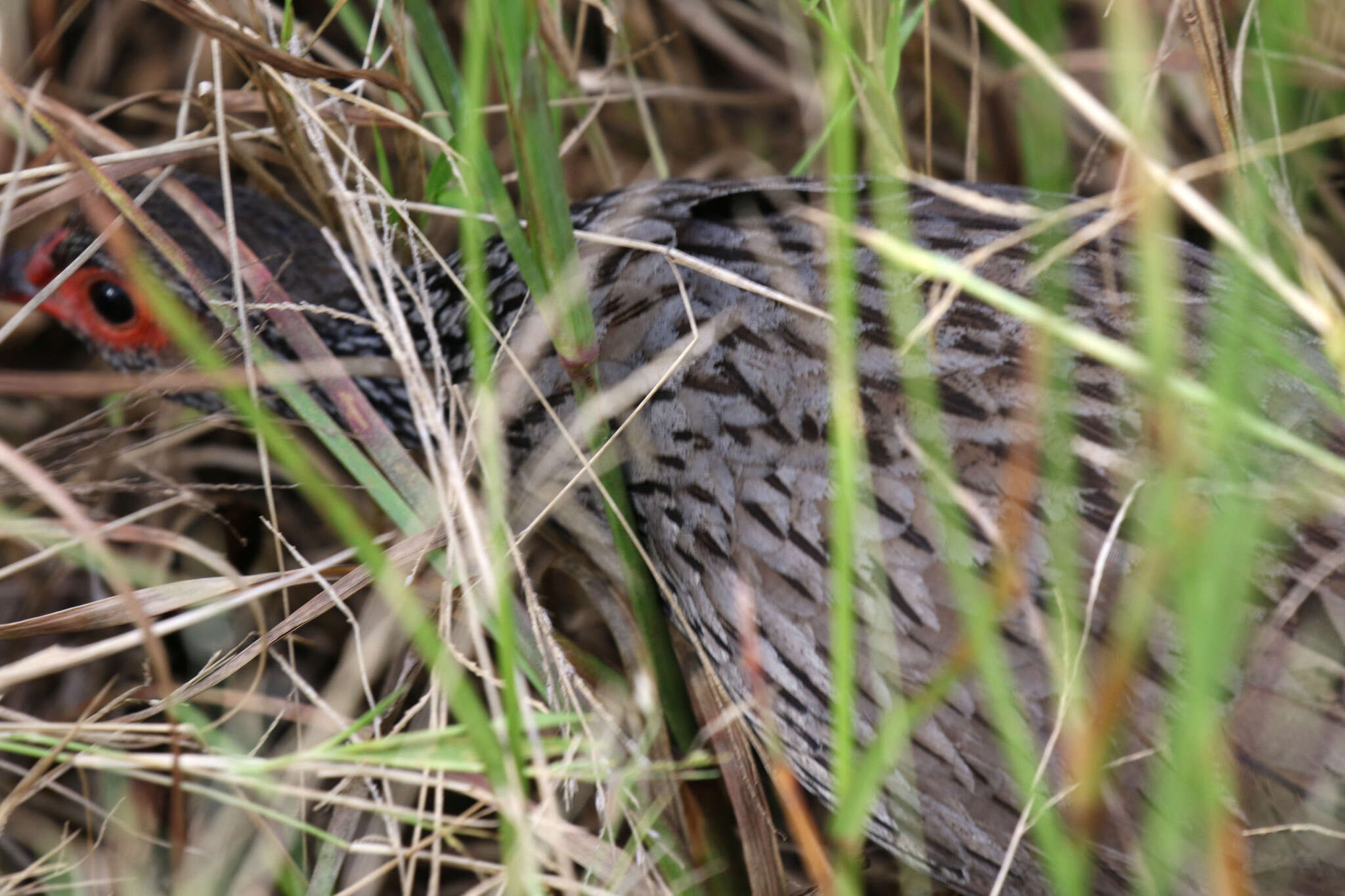 Image of Red-necked Francolin