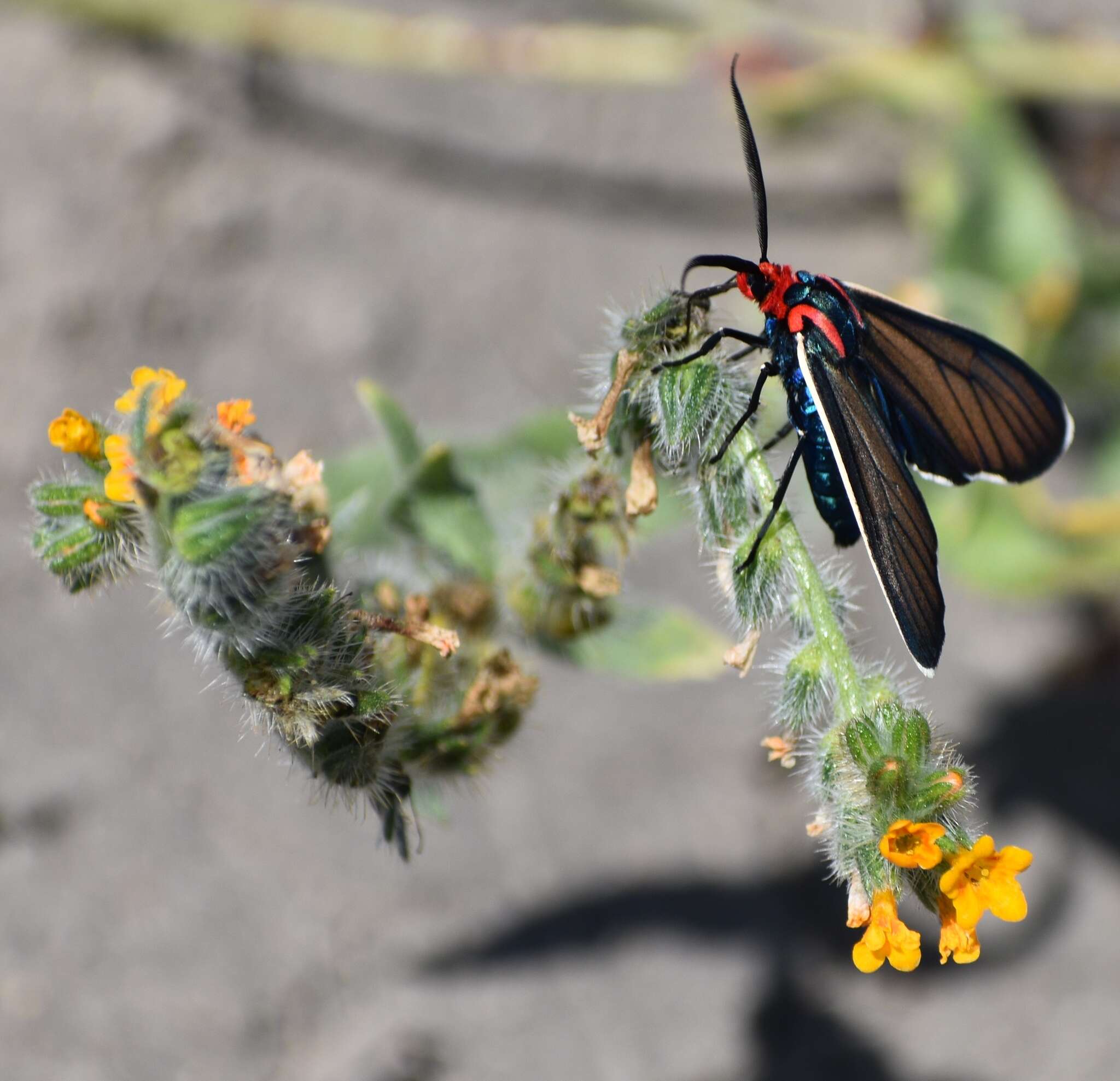 Image of Brown Ctenucha