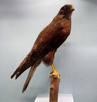 Image of Brown Falcon