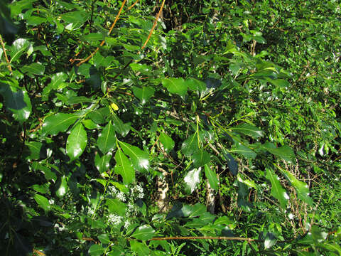 Image of tea-leaved willow