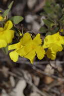 Image of Hibbertia davisii