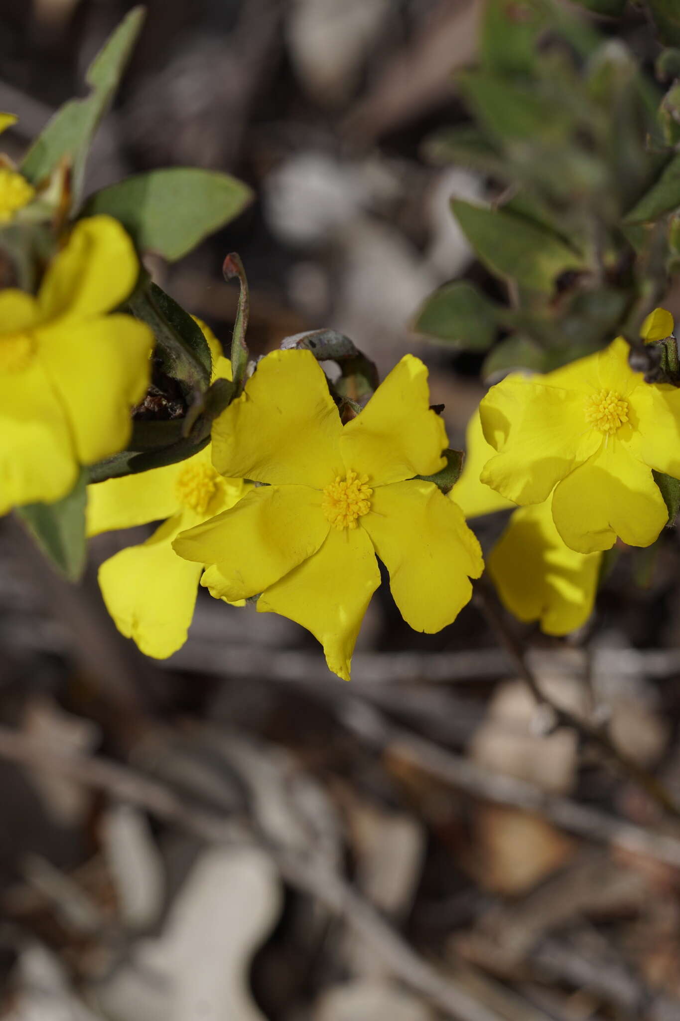 Image of Hibbertia davisii