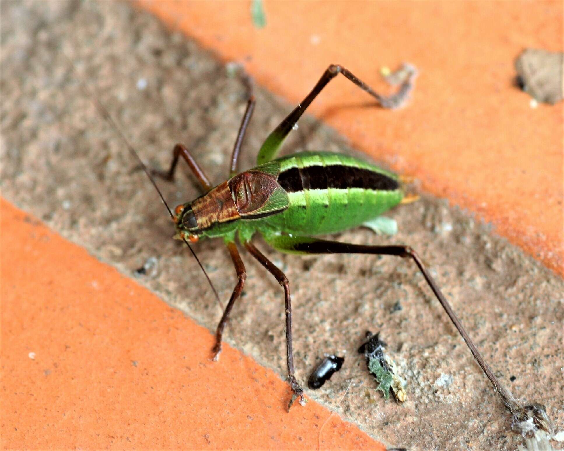 Image of Anisophya melanochloris (Rehn & J. A. G. 1911)