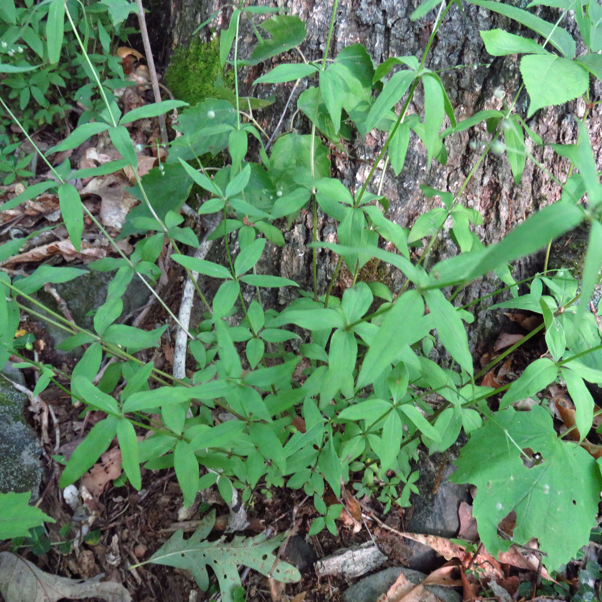 Imagem de Galium lanceolatum (Torr. & A. Gray) Torr.