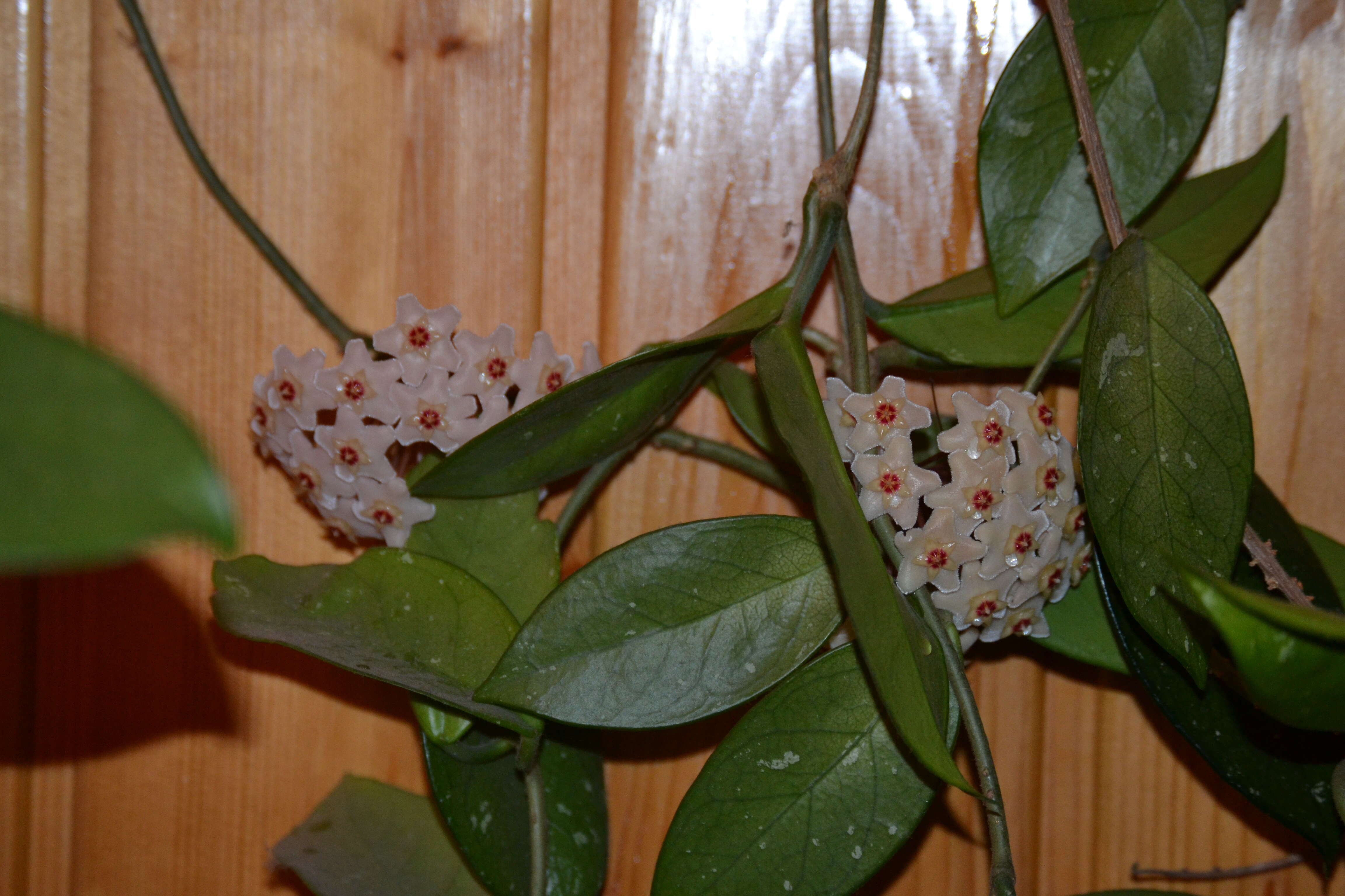 Image of porcelainflower