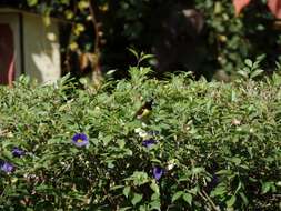 Image of Purple-rumped Sunbird