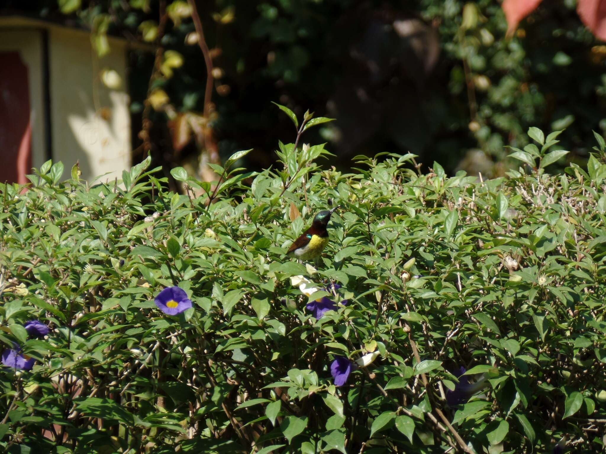 Image of Purple-rumped Sunbird