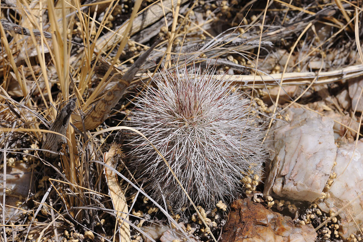 Image of Echinocereus canus