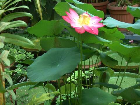 Image of sacred lotus