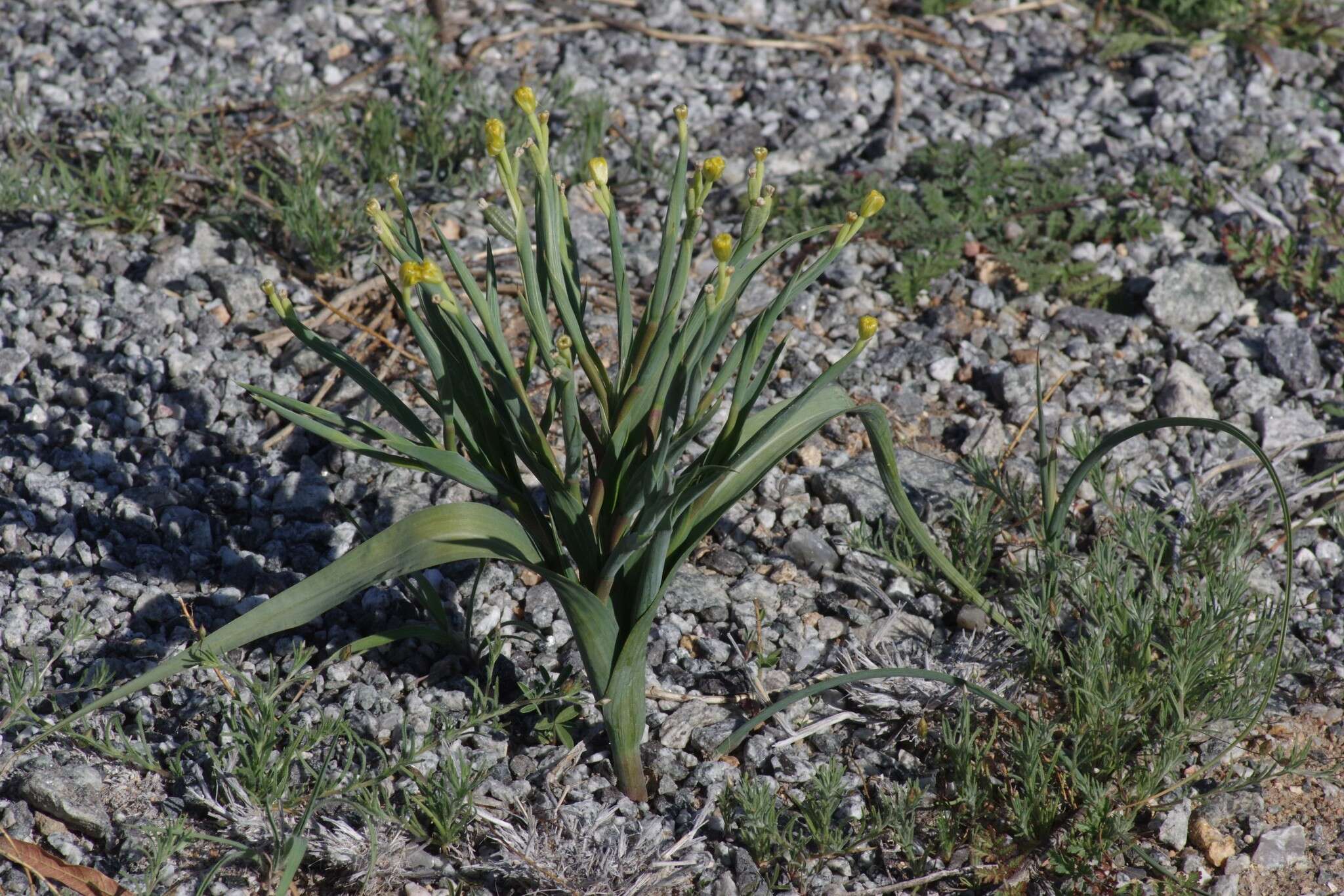 Image of Moraea schlechteri (L. Bolus) Goldblatt