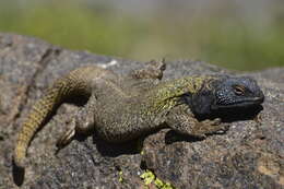 Image of Phymaturus extrilidus Lobo, Espinoza, Sanabria & Quiroga 2012