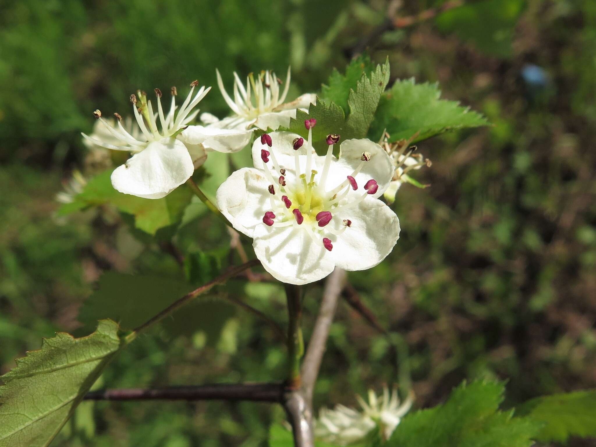 Image of Copenhagen hawthorn