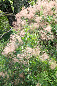 Image of European smoketree