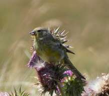 Imagem de Carduelis citrinella (Pallas 1764)