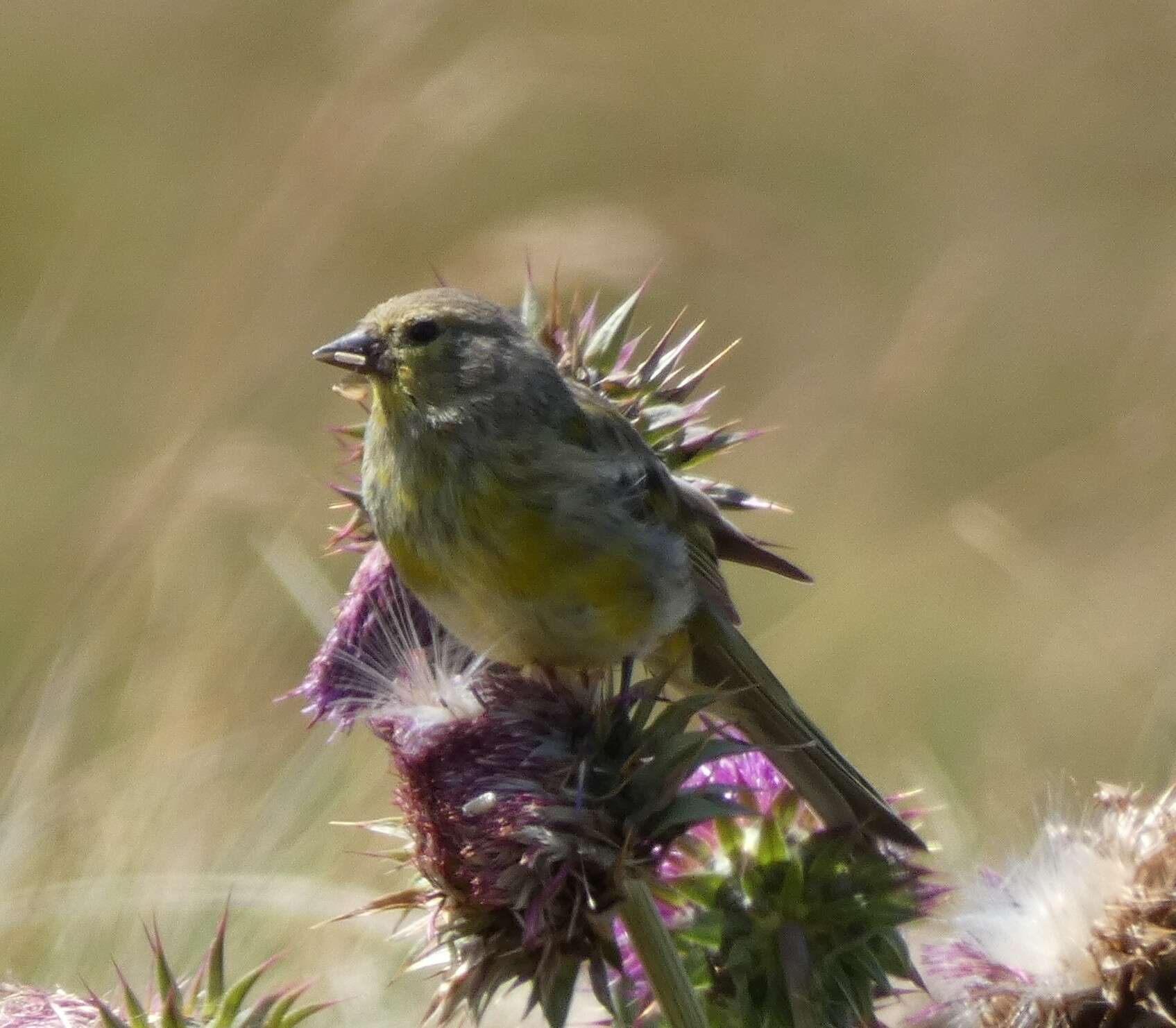 Image of Alpine Citril Finch