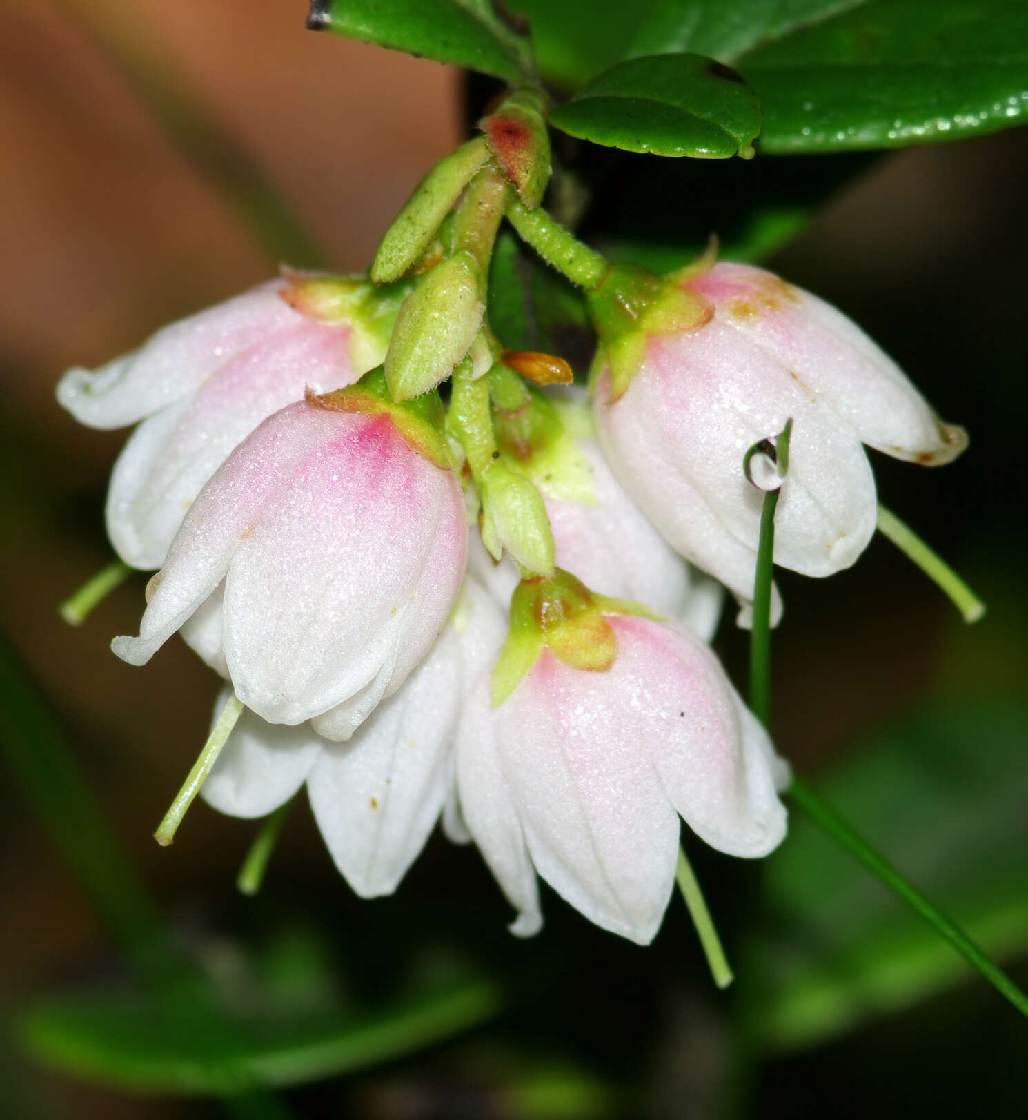 Image of lingonberry