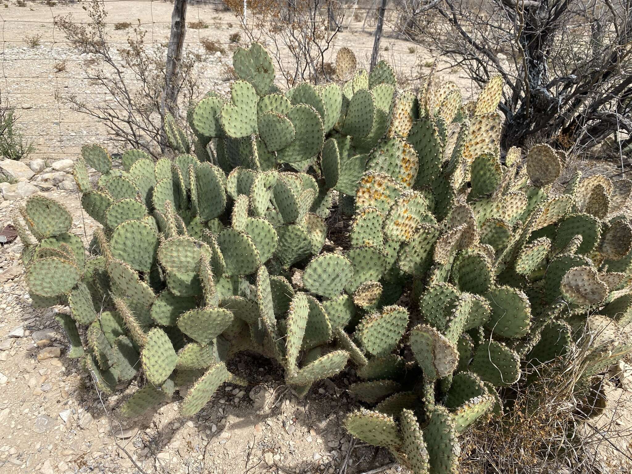 Image of Marble-fruit Prickly-pear Cactus