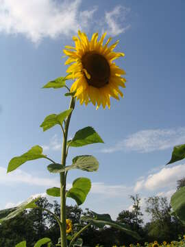 Image of common sunflower