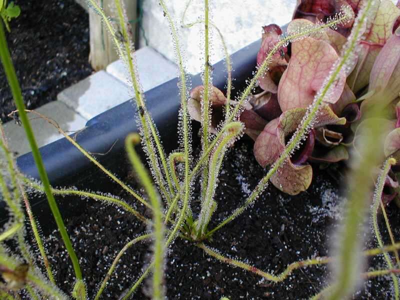 Image de Drosera filiformis Raf.