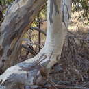 Image of Eucalyptus pauciflora subsp. pauciflora