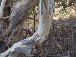 Plancia ëd Eucalyptus pauciflora subsp. pauciflora